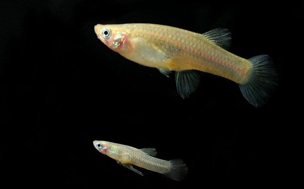 Mosquito Fish (Gambusia affinis)