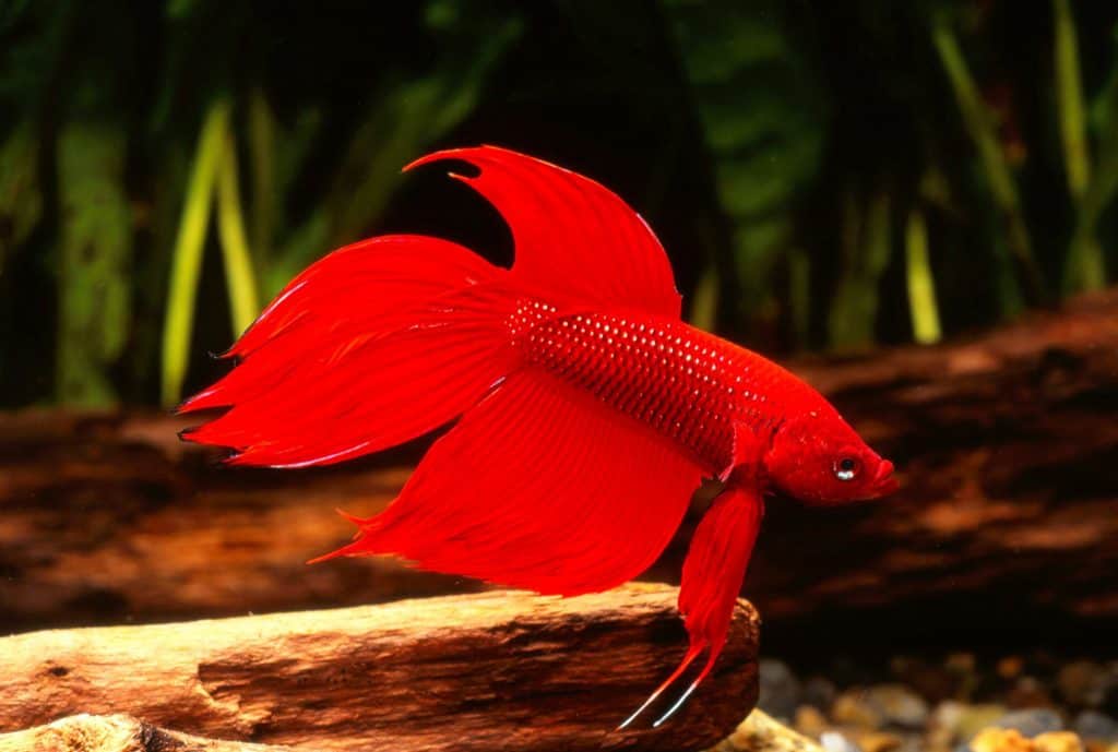 Betta Fish (Betta splendens)