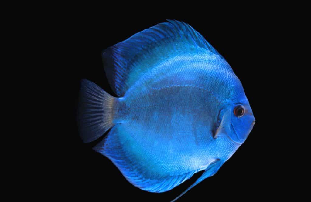 Discus Fish