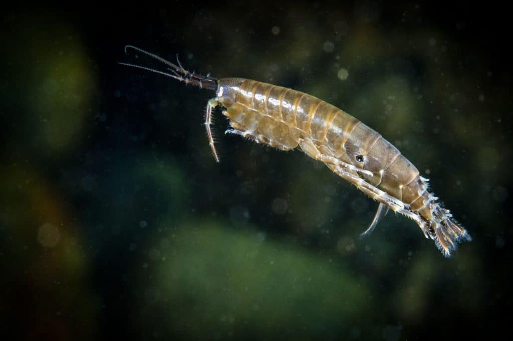 Gammarus Shrimp