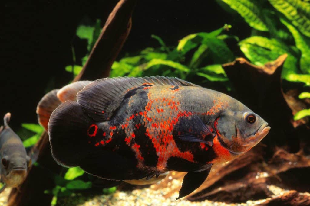 Oscar Fish, Astronotus ocellatus