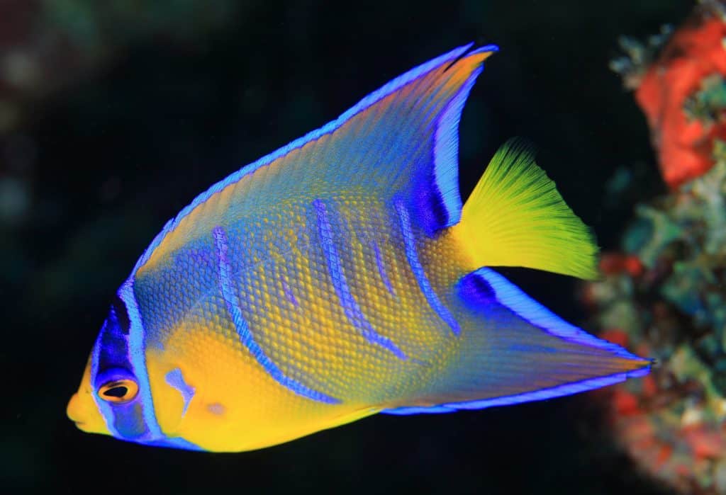 Queen Angelfish