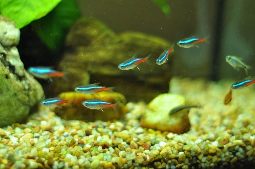 A School of Neon Tetras