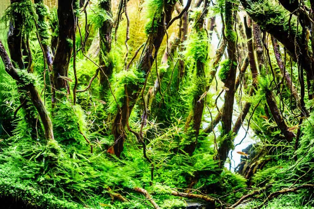 peacock moss