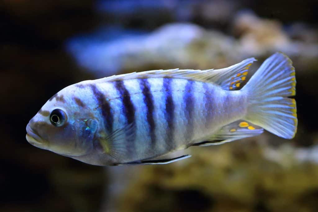 saulosi cichlid