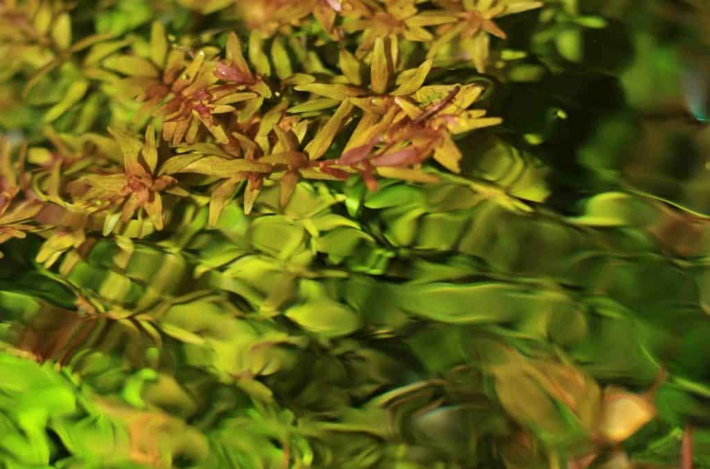 rotala rotundifolia