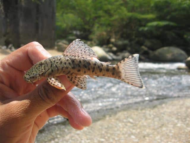 rubber lip pleco