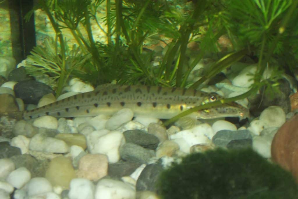 Horseface Loach