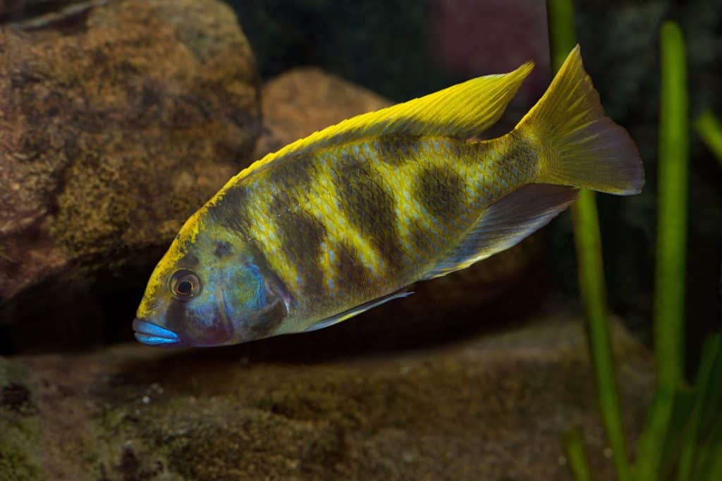 Venustus Cichlid
