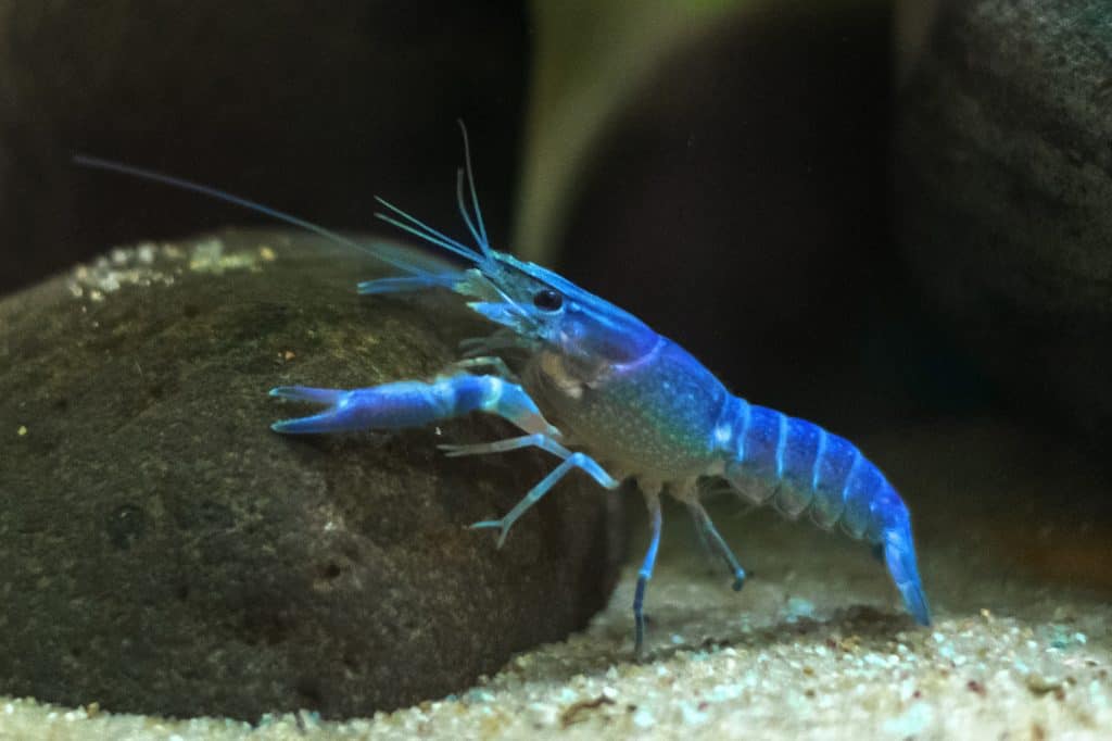 Blue Crayfish