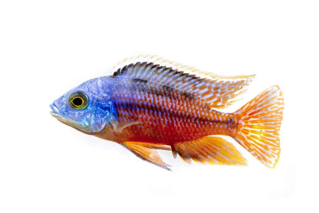 Red Empress Cichlid