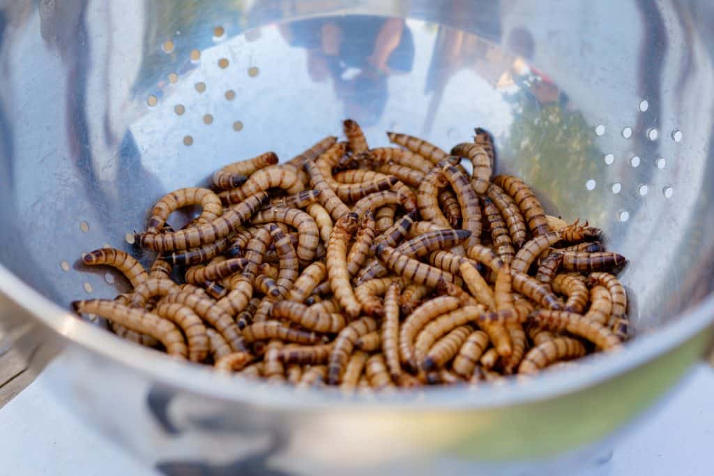 Mealworms