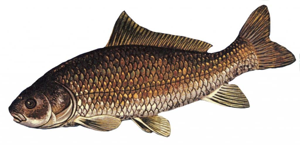 Buffalo Fish (Ictiobus cyprinellus)