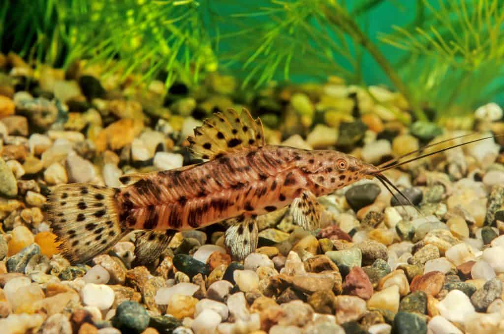 Hoplo Catfish (Megalechis thoracata)