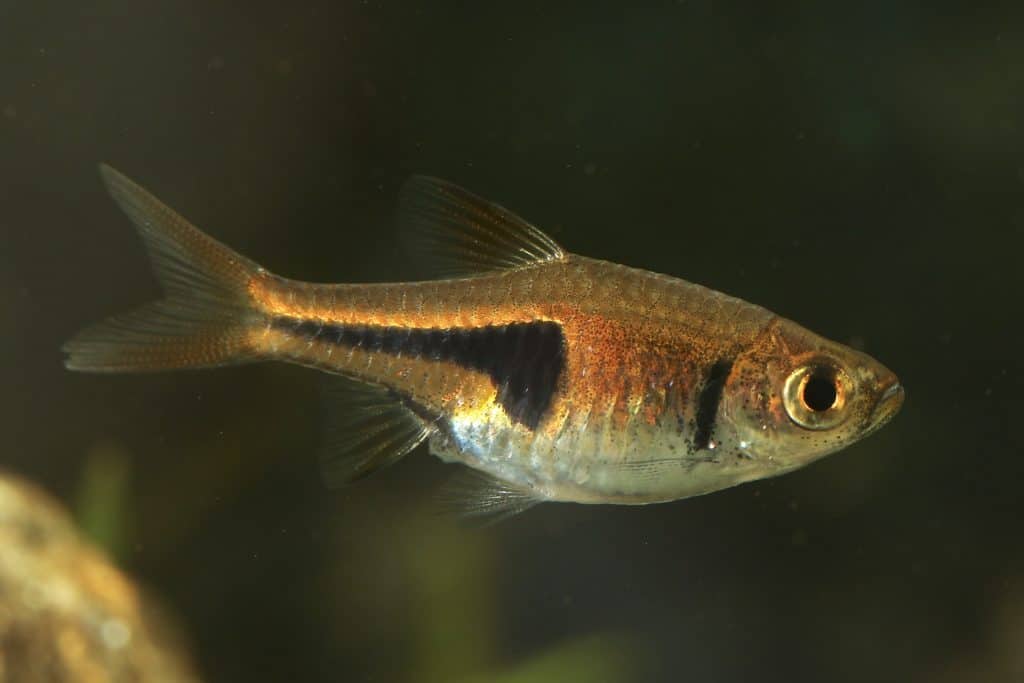 Lambchop Rasbora (Trigonostigma Espei)