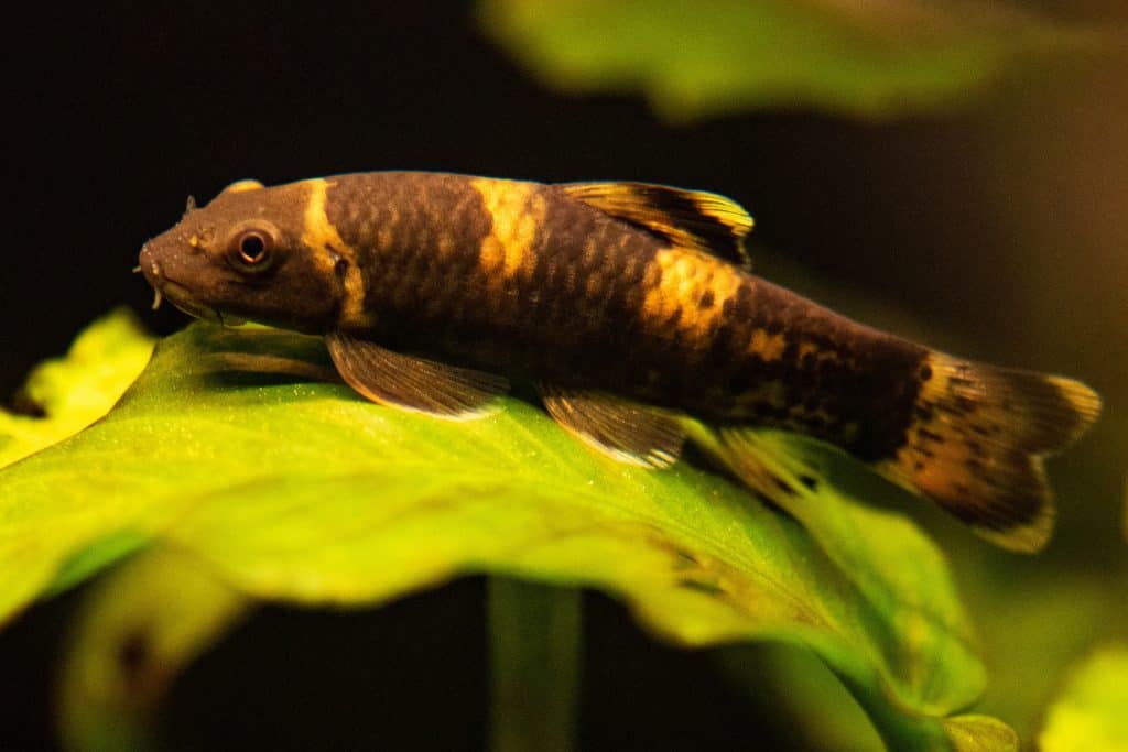 Panda Garras (Garra flavatra)