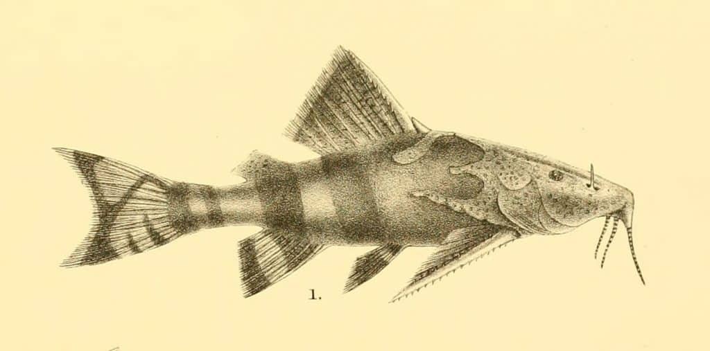 Stone Catfish (Hara jerdoni)