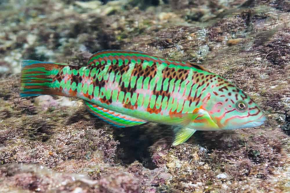 Christmas Wrasse (Thalassoma trilobatum)