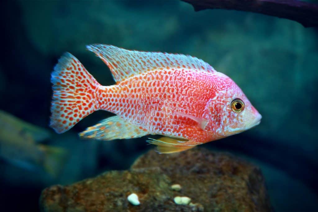 Peacock Cichlid
