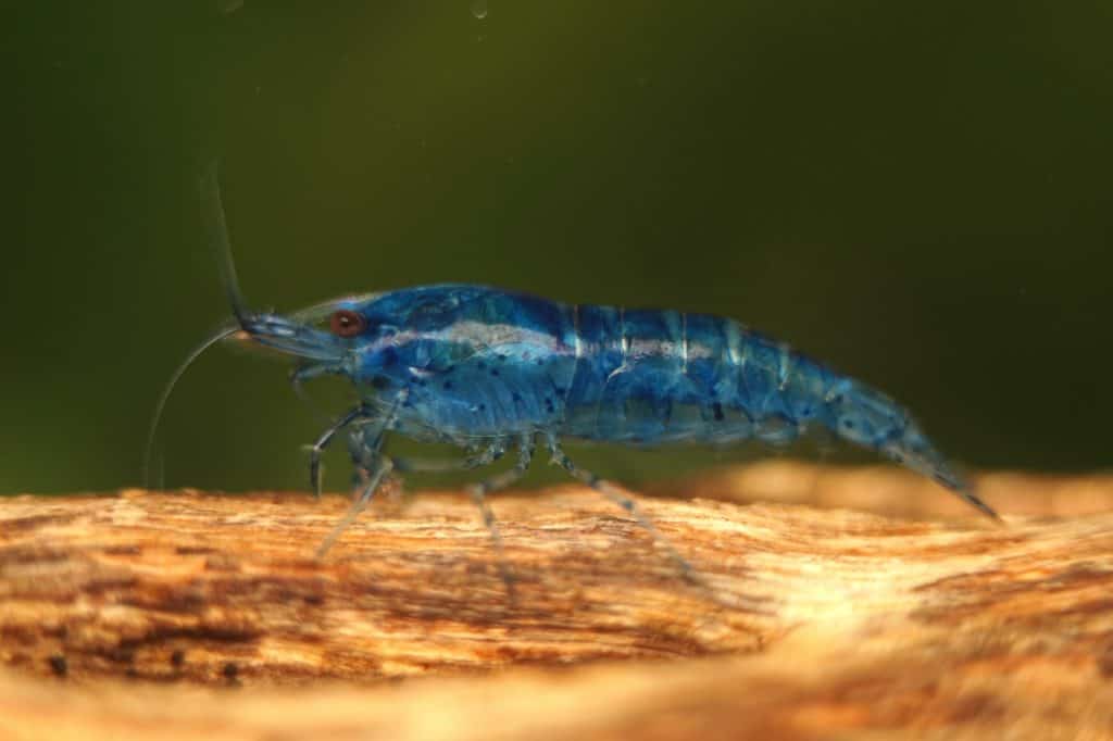 Blue Velvet Shrimp