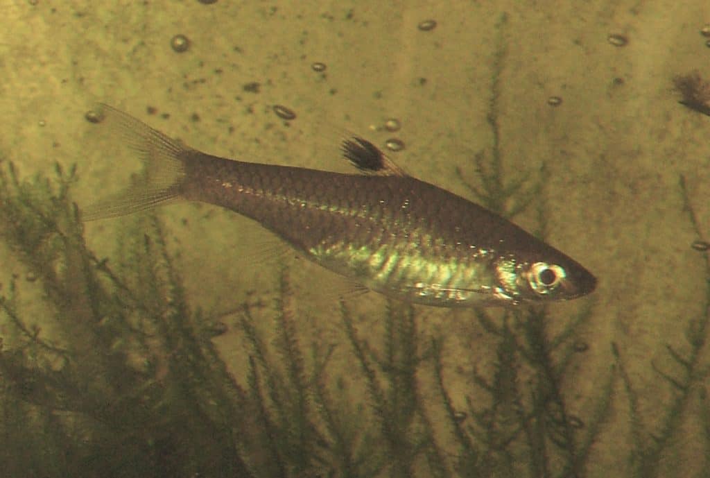 Emerald Eye Rasbora (Rasbora dorsiocellata)