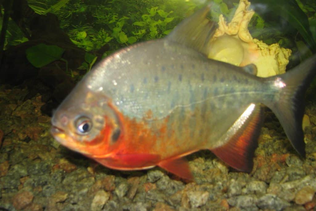 Red Belly Pacu (Piaractus Brachypomus)