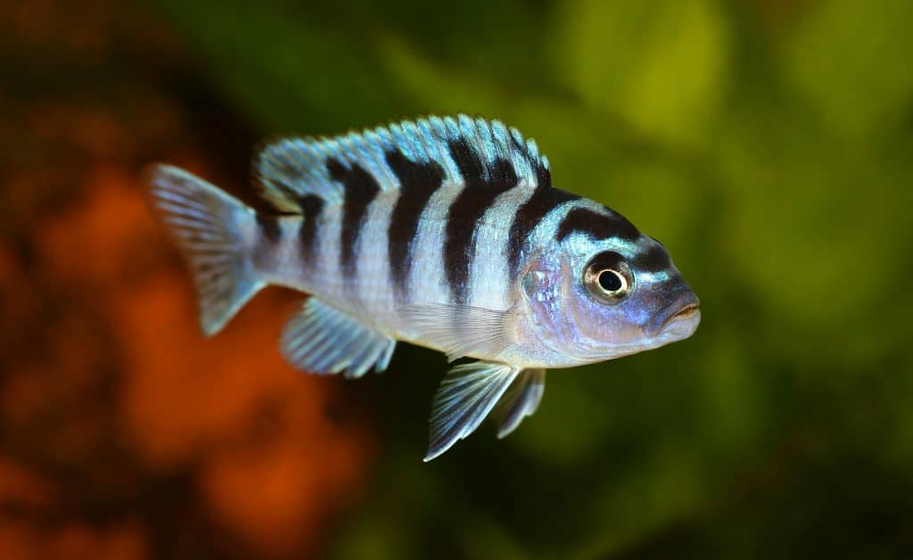 Kenyi Cichlid (Maylandia lombardoi)