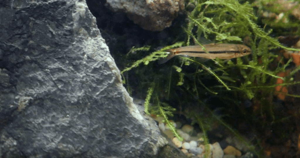 Rosy Loach (Tuberoschistura arakanensis)