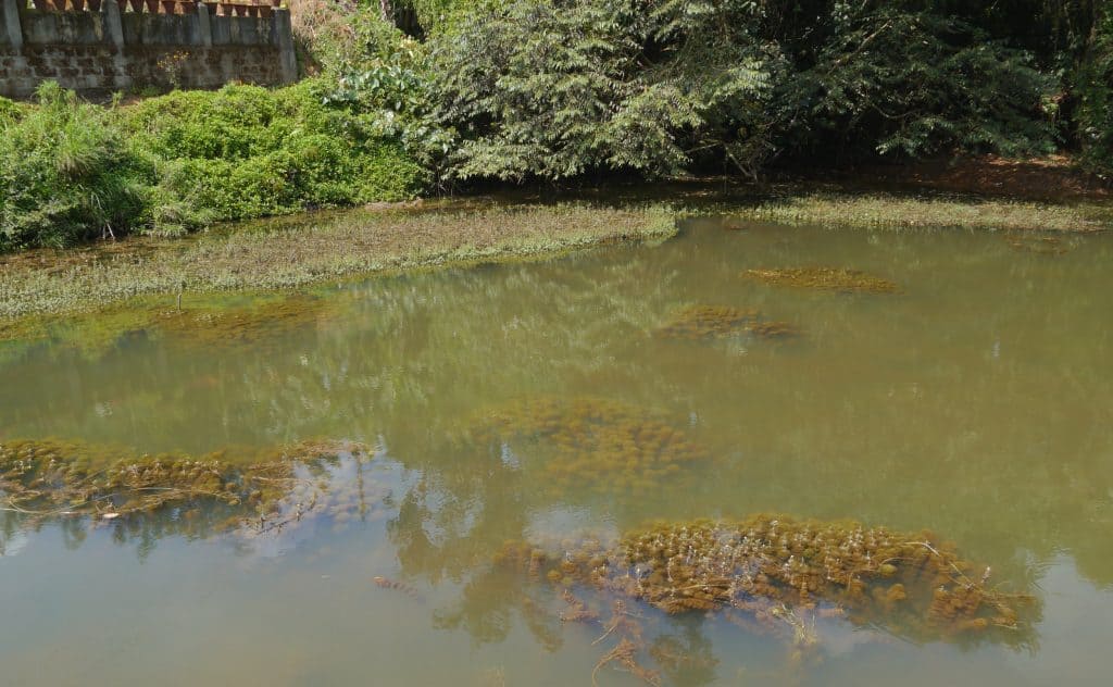 Limnophila Aromatica