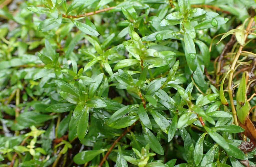 Ludwigia Brevipes