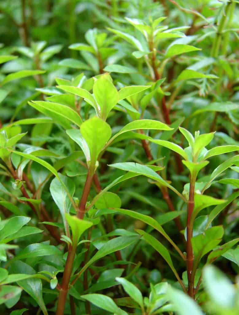 Ludwigia Palustris