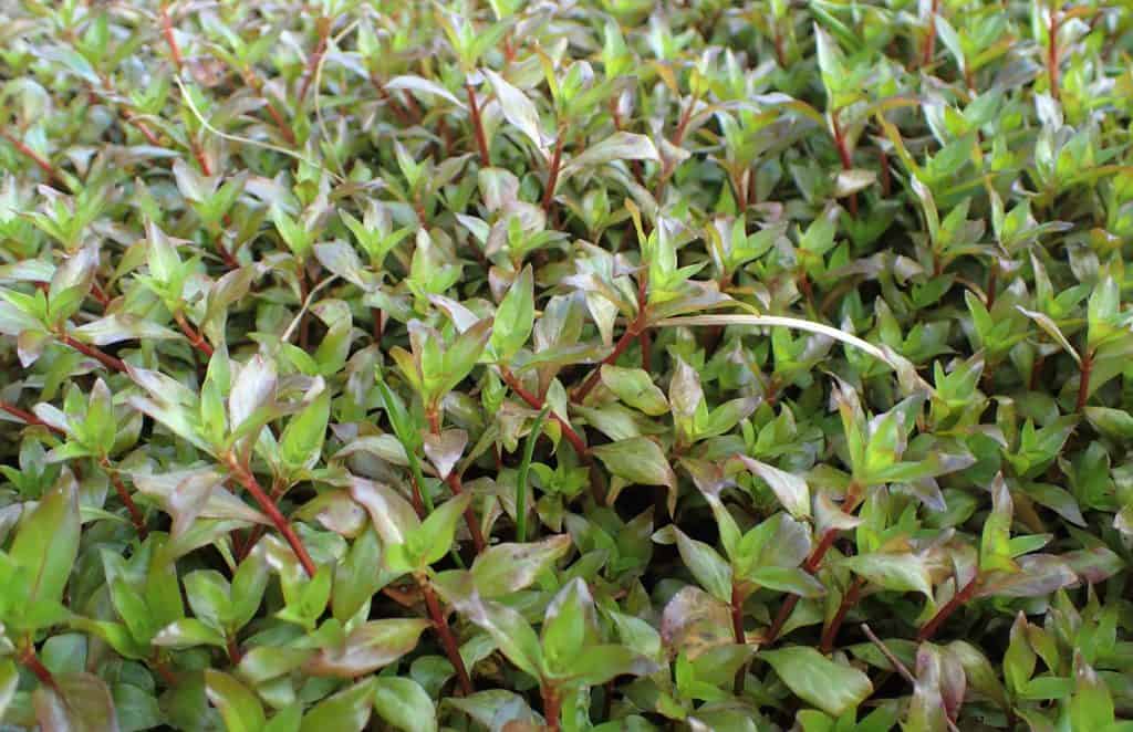 Ludwigia Palustris