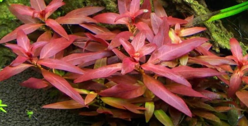 Ludwigia Peruensis