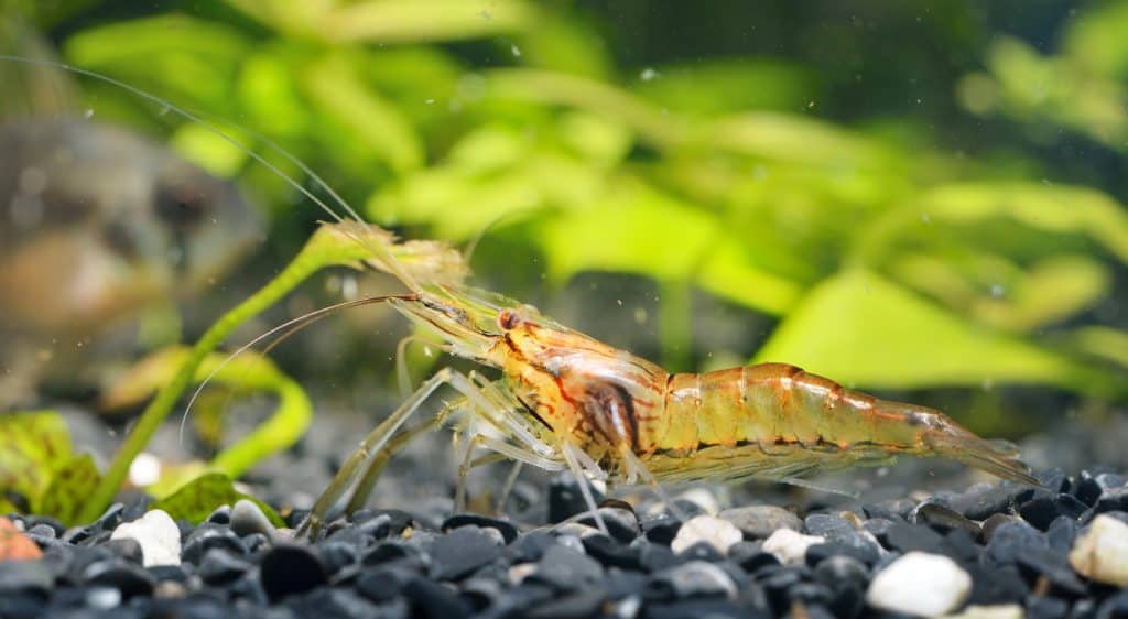 Whisker Shrimp (Macrobrachium Lanchesteri)