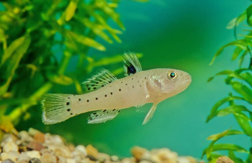 Knight Goby (Stigmatogobius Sadanundio)