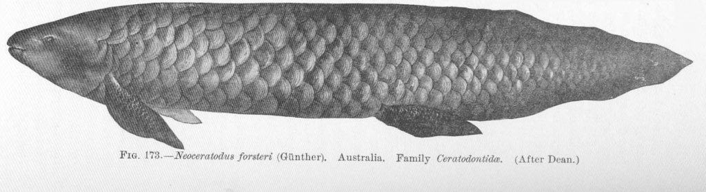 Australian Lungfish (Neoceratodus forsteri)