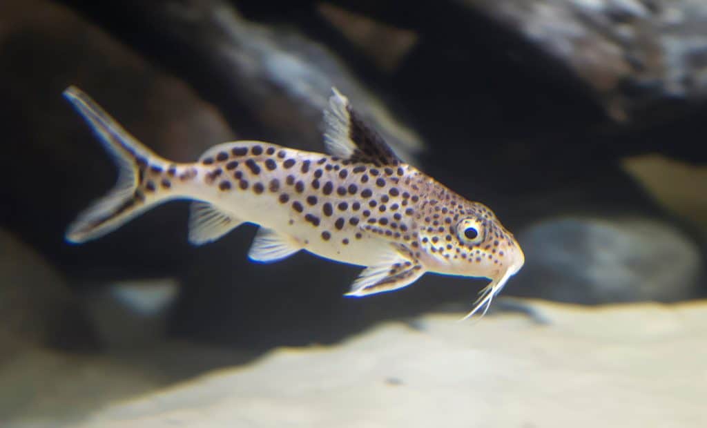Cuckoo Catfish (Synodontis Multipunctatus)