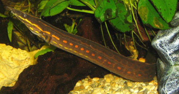 Fire Eel (Mastacembelus erythrotaenia)