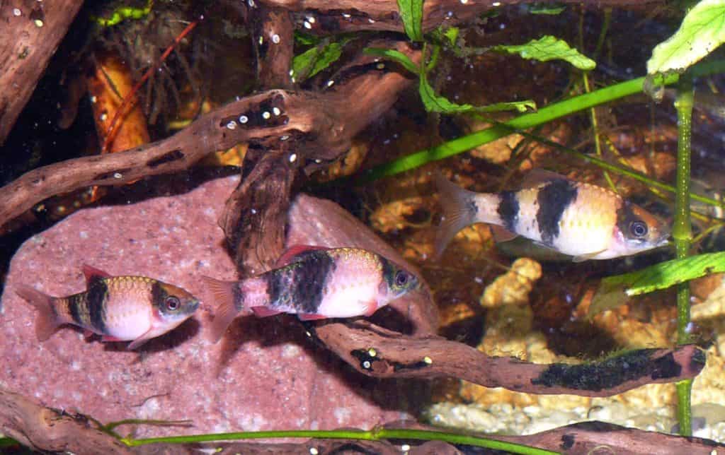 Panda Barb (Haludaria fasciata)