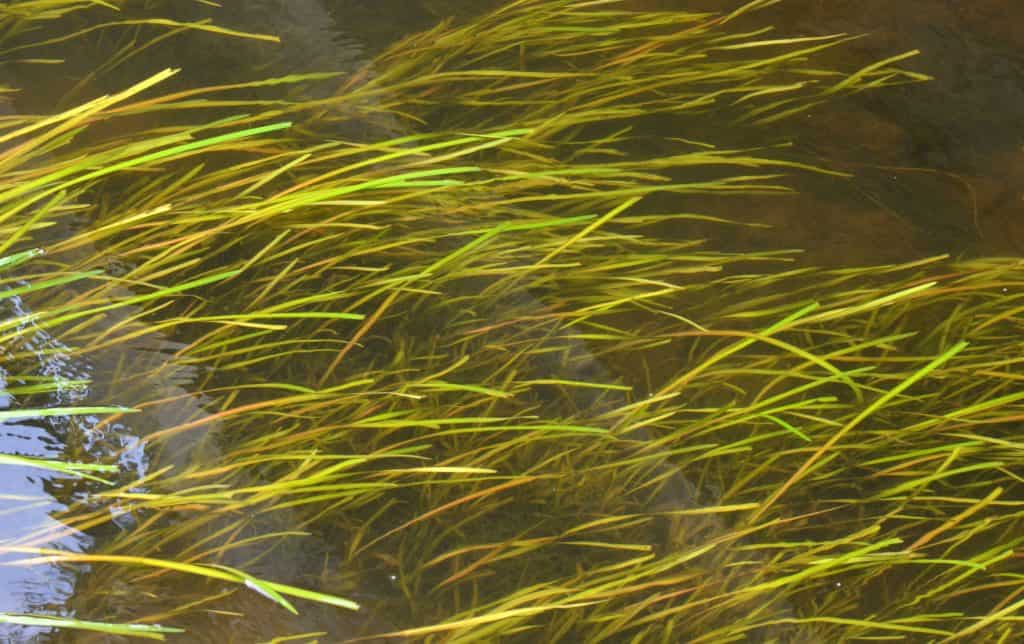 Vallisneria Spiralis